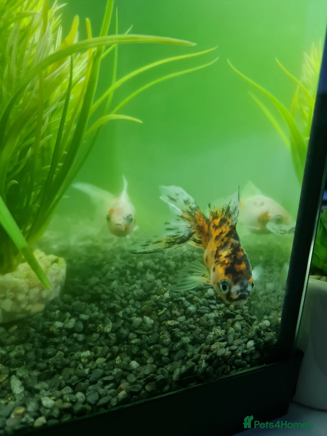 Fancy Goldfish fish for sale: 3 beautiful fancy goldfish  - Advert 6