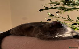 British Shorthair cats for sale: British short hair female cat - Image 3