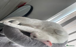 Ragdoll cats for sale: Snow White Ragdoll cat with mother - Image 7
