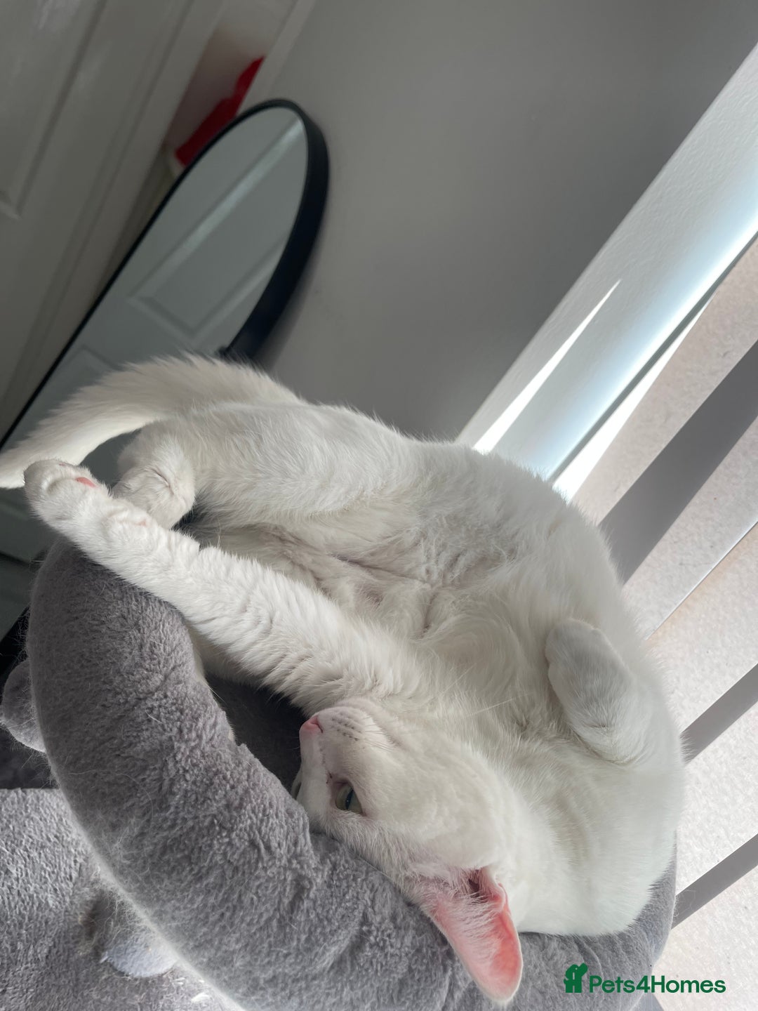 Ragdoll cats for sale: Snow White Ragdoll cat with mother - Image 7