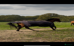 Irish Thoroughbred horses for sale: Companion / project for the further  - Image 6