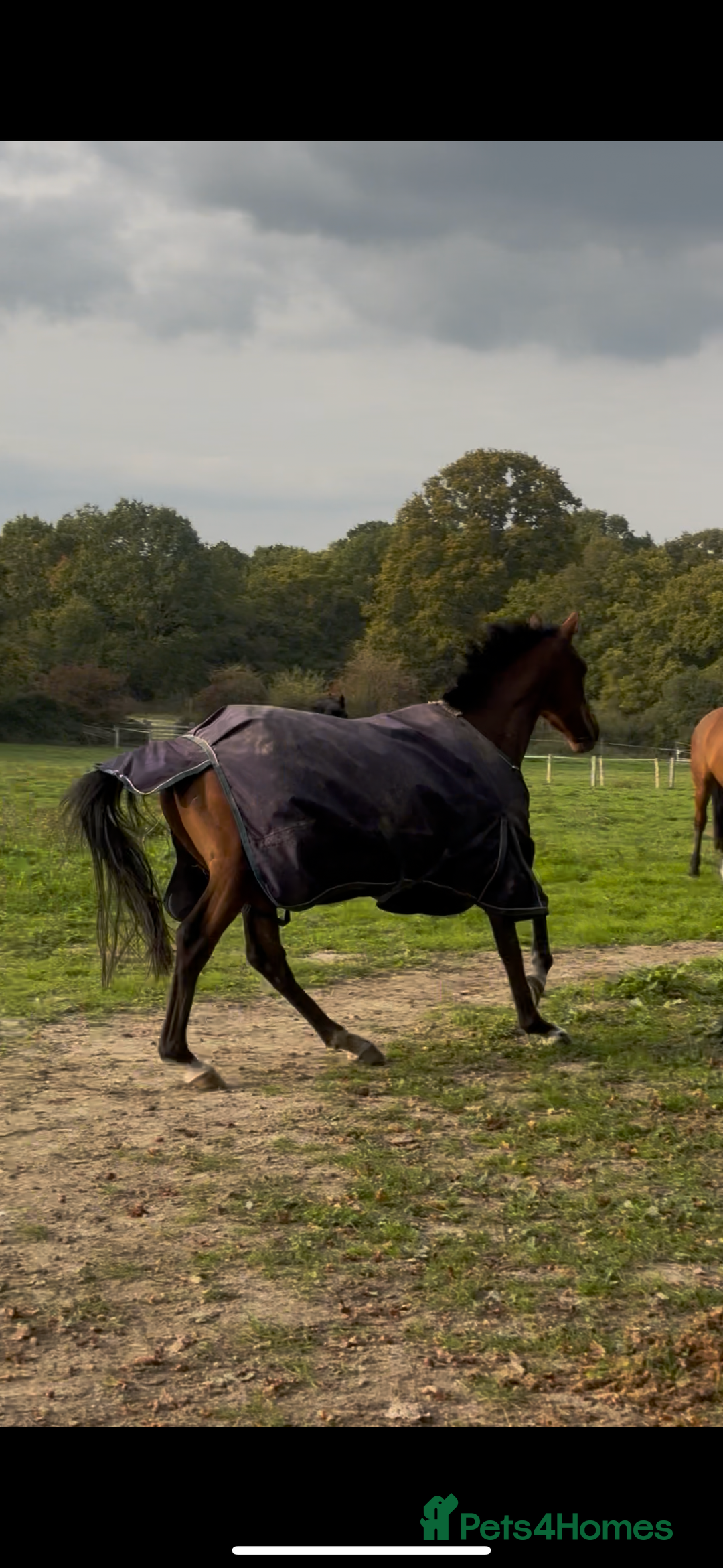 Irish Thoroughbred horses for sale: Companion / project for the further  - Image 6
