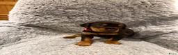 Dobermann dogs for sale: 8 stunning Doberman puppies  - Advert 8