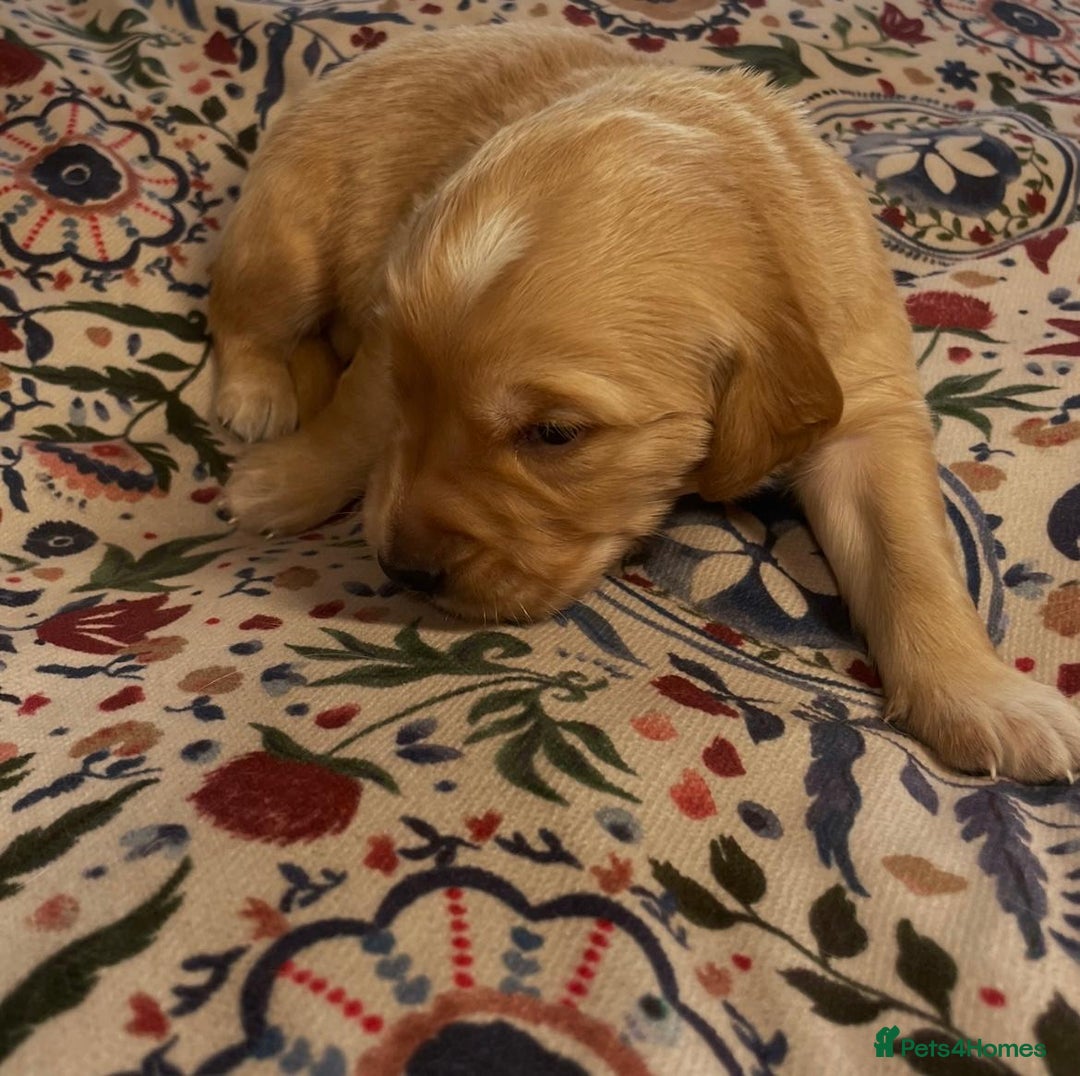 Golden Retriever dogs for sale: Working Golden Retriever Puppies  - Image 15