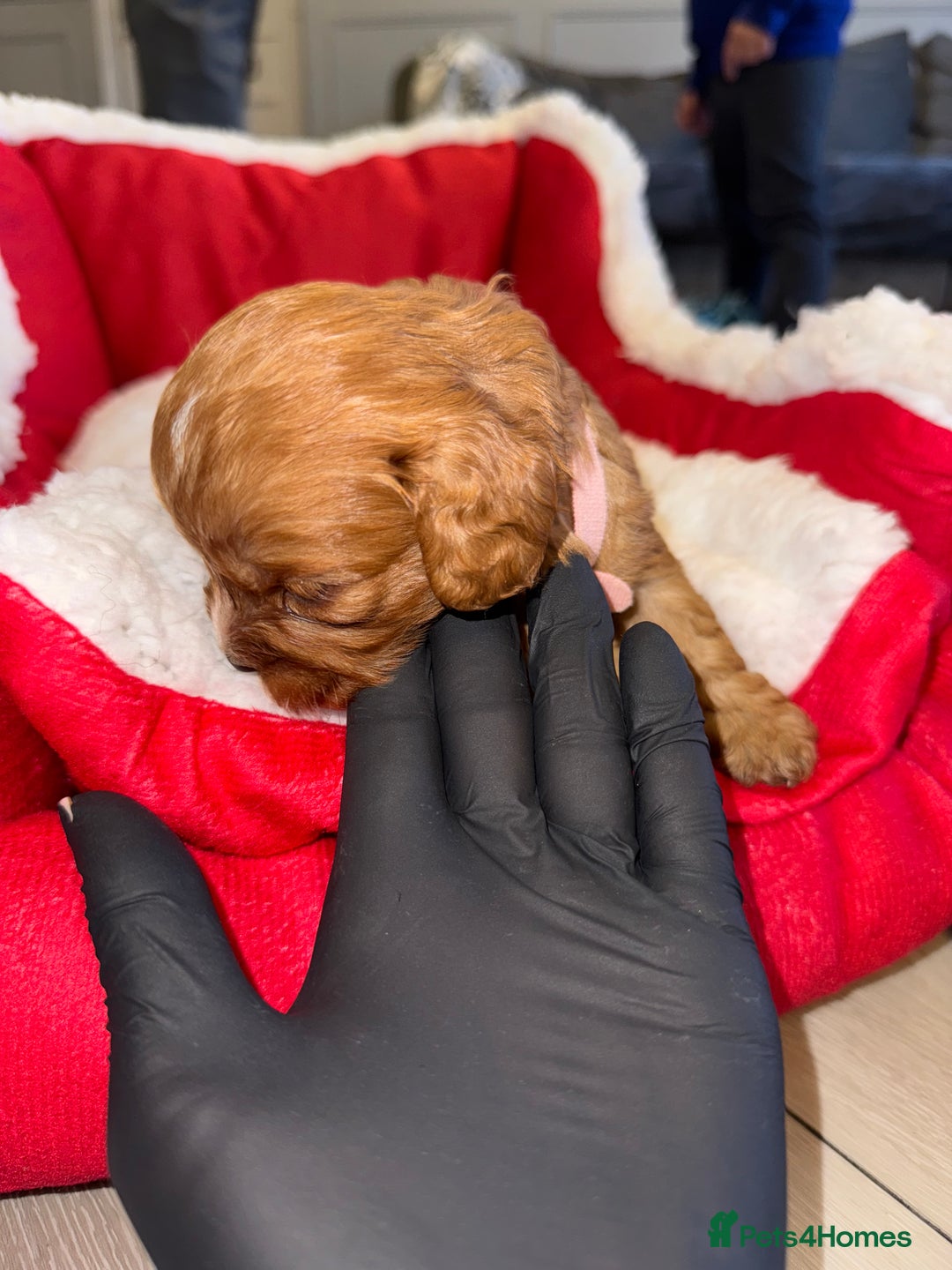 Cavapoo dogs for sale: 🐾 Tiny F1 Cavapoo Puppies – 3 Girls & 1 Boy! 🐾 - Image 12