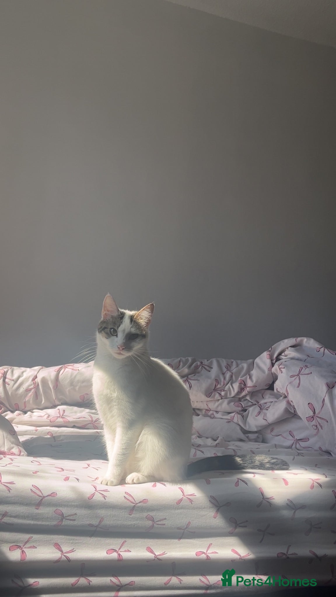 Mixed Breed cats 2 year old female cat looking for a forever home. - Advert 1