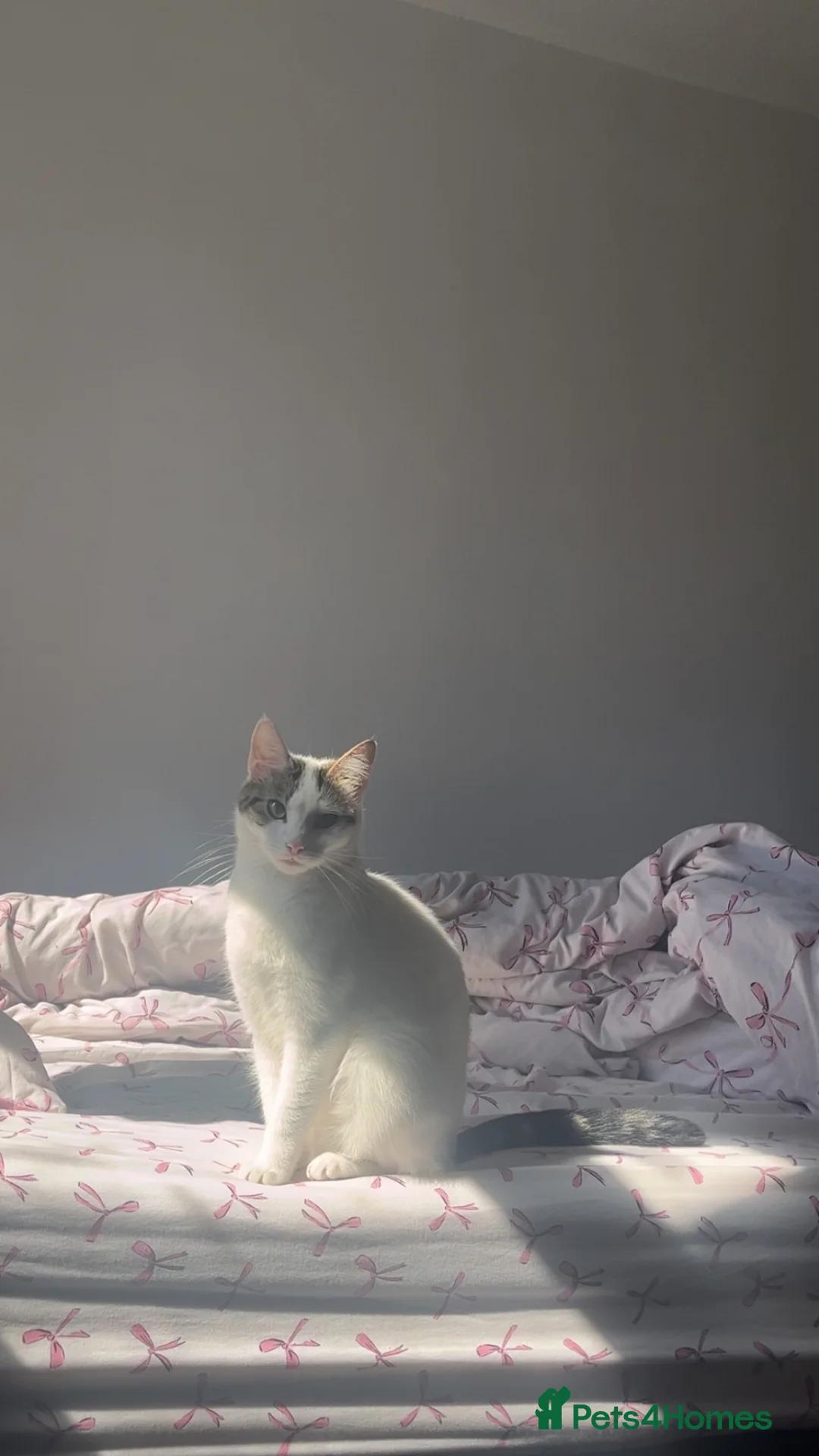 Mixed Breed cats for sale: 2 year old female cat looking for a forever home. in Birmingham - Advert 1