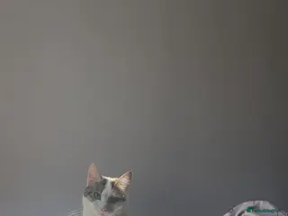 Mixed Breed cats 2 year old female cat looking for a forever home. - Advert 1