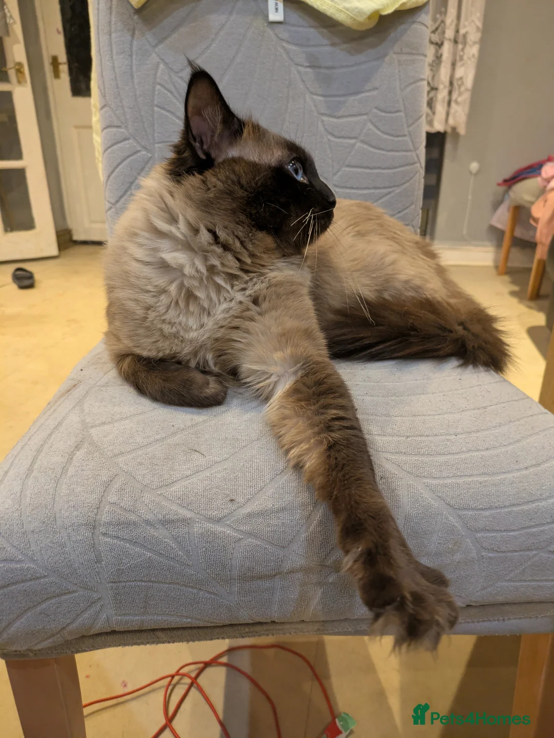 Ragdoll cats for sale: Beautiful cat - Advert 3