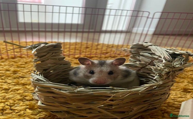 Hamster rodents - Advert 3