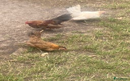 Chickens poultry for sale: 1 Cockerel 2 Hens Serama Chicks - Image 2