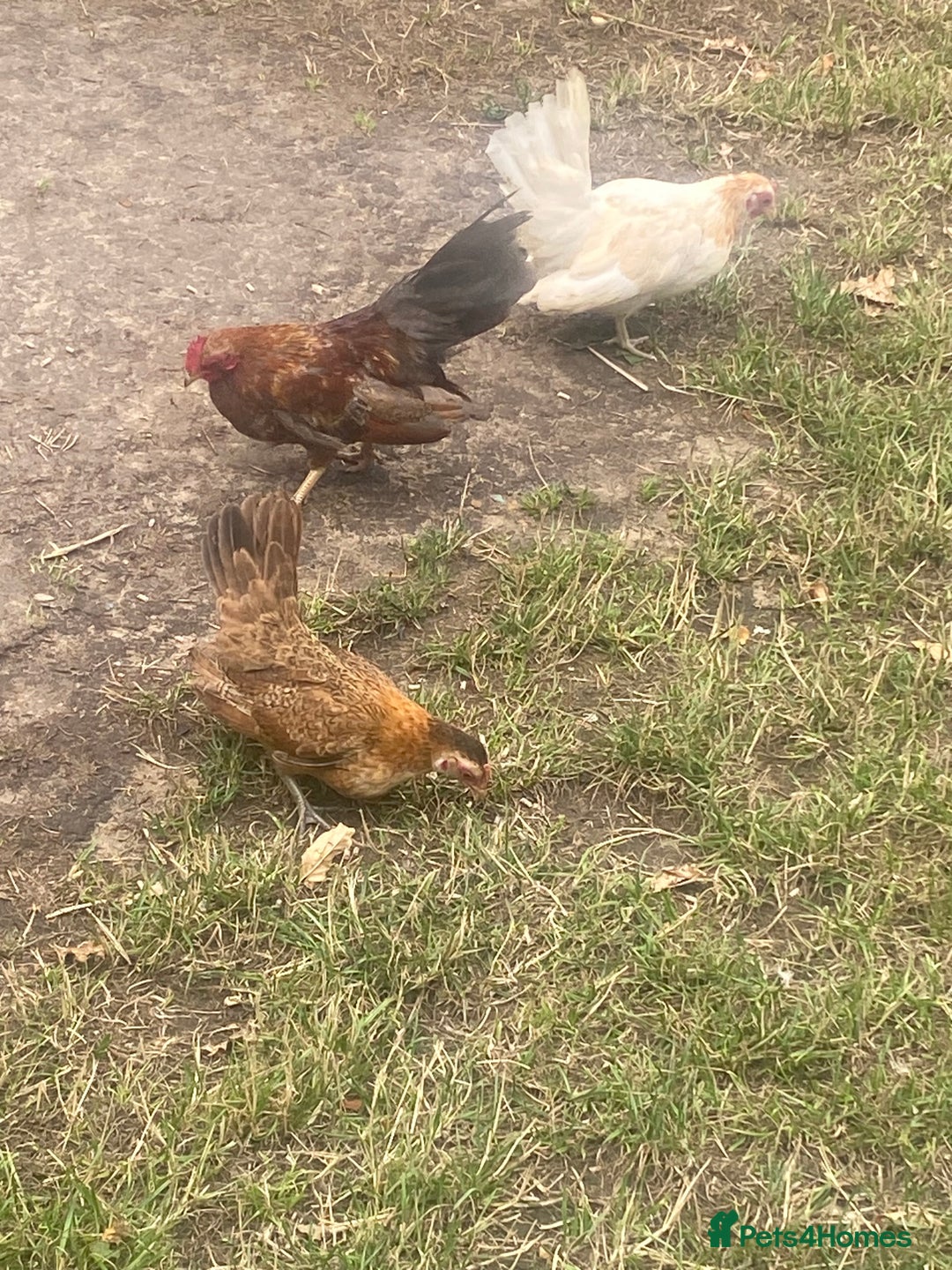 Chickens poultry for sale: 1 Cockerel 2 Hens Serama Chicks - Image 2