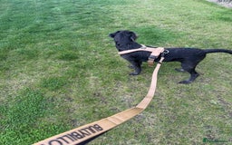 Labradoodle dogs for sale: Male Labradoodle - Advert 4