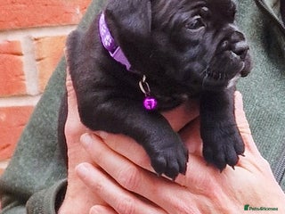 Staffordshire Bull Terrier dogs - Advert 4