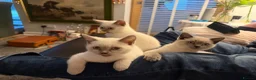 British Shorthair cats for sale: sweet gentle British Shorthair silky coat Kittens - Advert 12