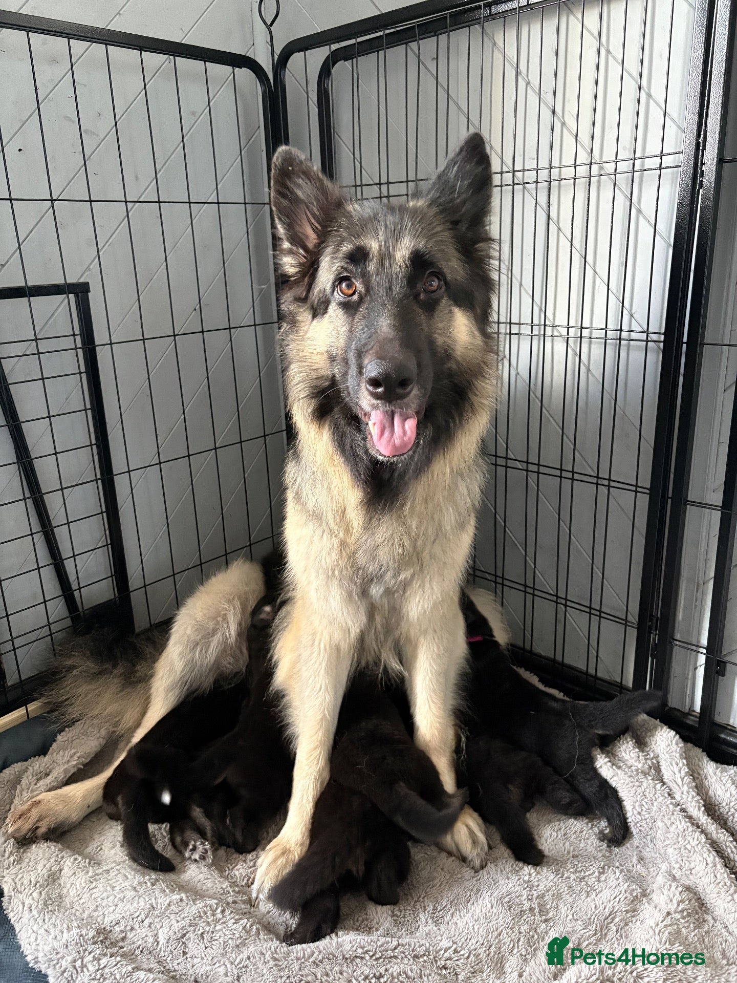 German Shepherd dogs German Shepard pups for sale - 2 boys 5 girls - Advert 2