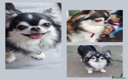 Chihuahua dogs for stud: Husky Marked Thai import Chihuahua Stud - Image 10