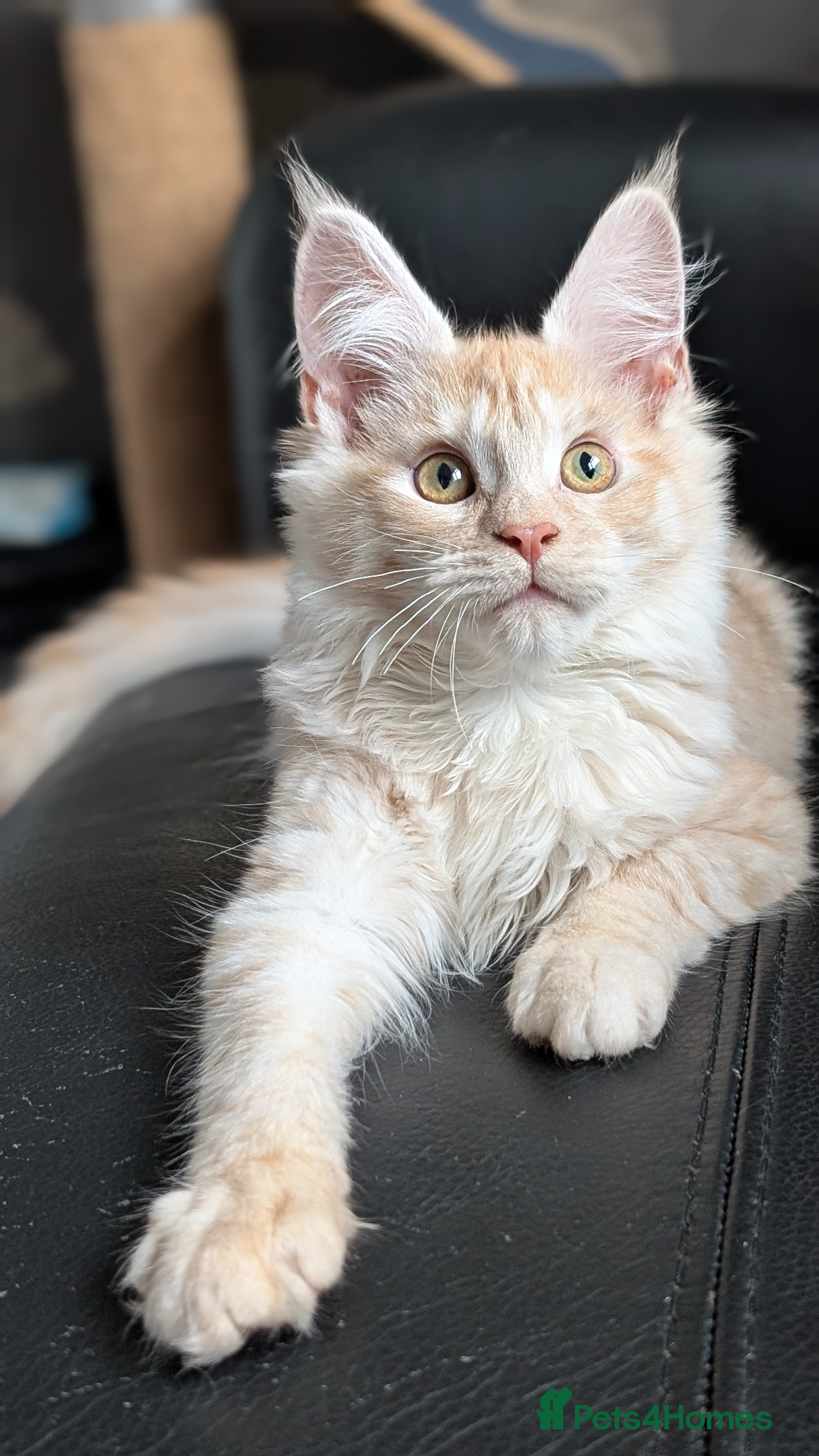 Maine Coon cats Pedigree, Tica registered kittens - Advert 3