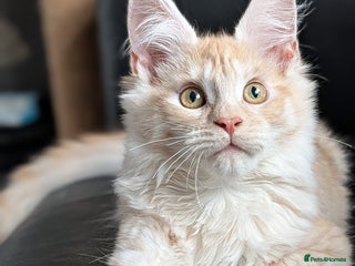 Maine Coon cats Pedigree, Tica registered kittens - Advert 4