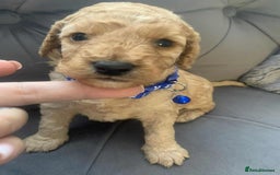Cockapoo dogs for sale: Cockapoo Lovley Puppies  - Image 25