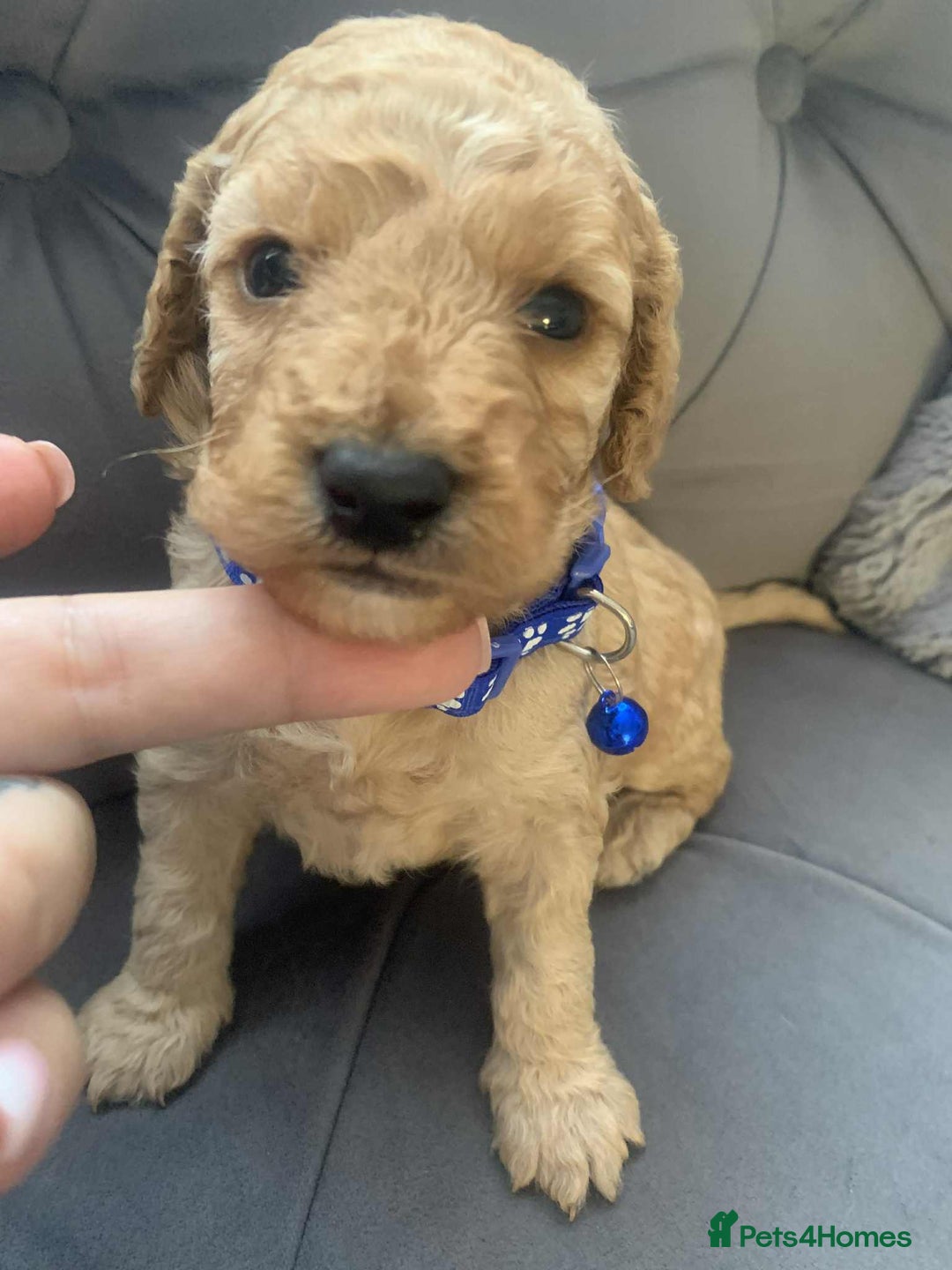 Cockapoo dogs for sale: Cockapoo Lovley Puppies  - Image 25