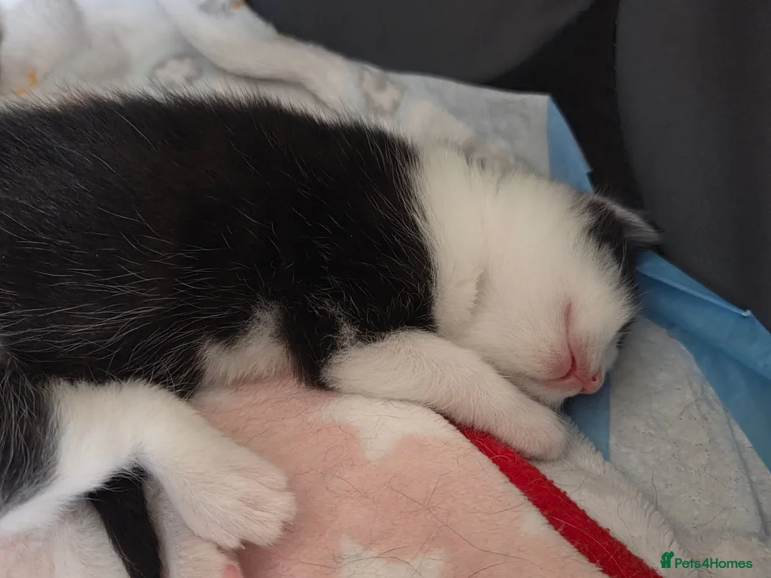 Mixed Breed cats for sale: Mixed breed kittens  in King's Lynn - Advert 9