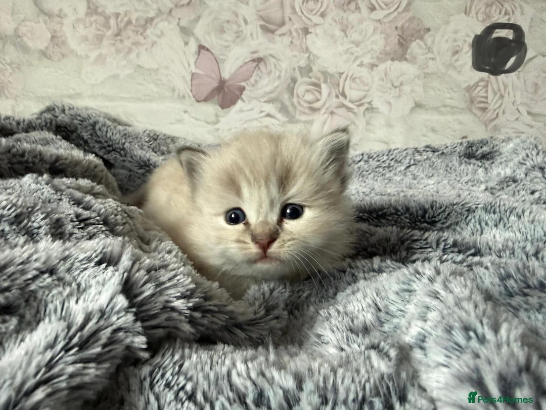 Ragdoll cats for sale: 🌟RAGDOLL KITTENS 🌟 - Advert 19