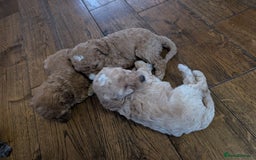 Labradoodle dogs for sale: HEALTH TESTED F1b Miniature labradoodle for SALE - Image 21