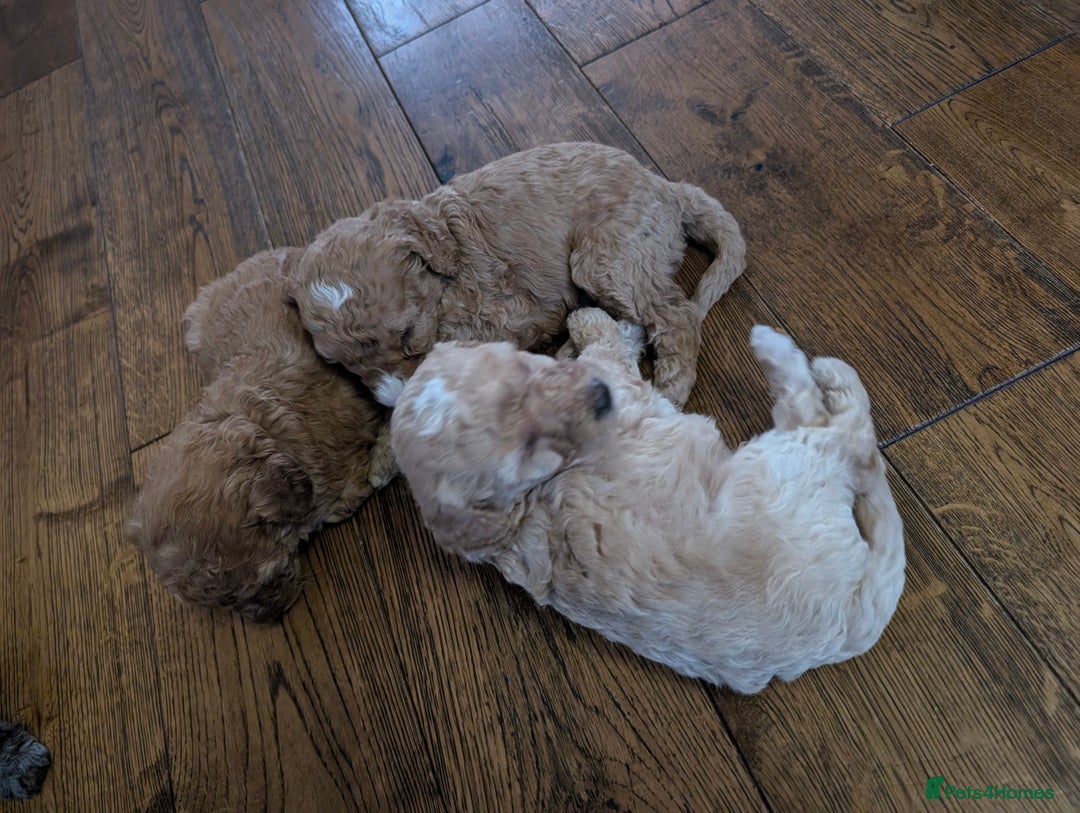 Labradoodle dogs for sale: HEALTH TESTED F1b Miniature labradoodle for SALE - Image 21