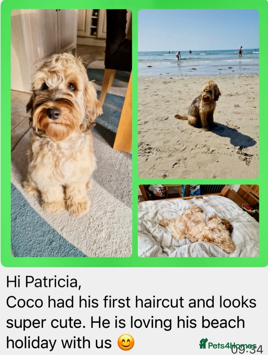 Cockapoo dogs for sale: 4⭐️Licensed Breeder Cockapoo Puppies - Image 26