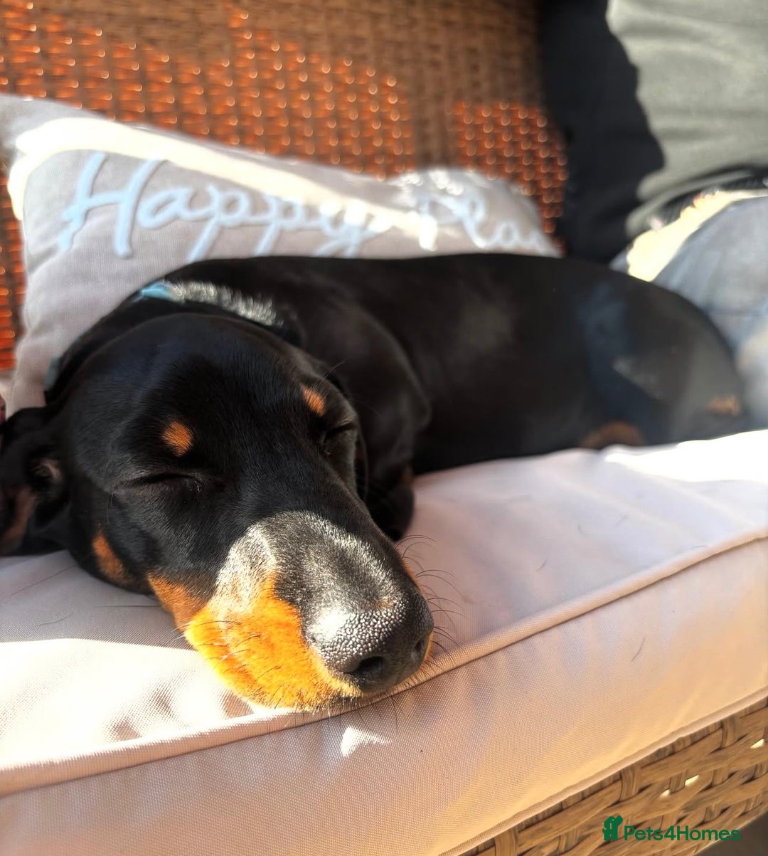 Miniature Dachshund dogs for sale: Miniature dachshund for sale  - Advert 7