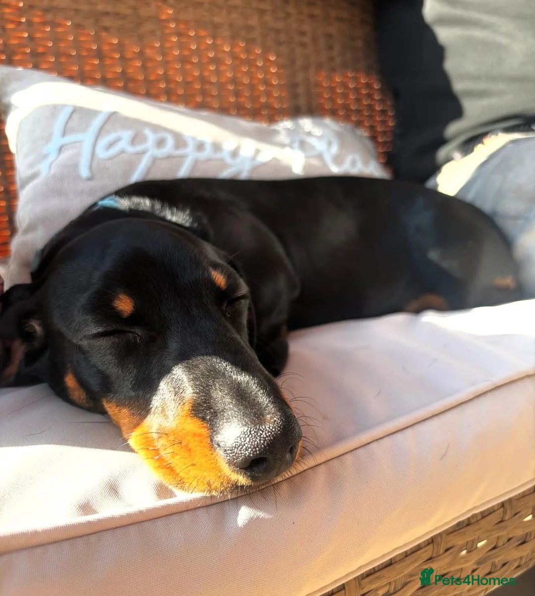 Miniature Dachshund dogs for sale: Miniature dachshund for sale  - Advert 7