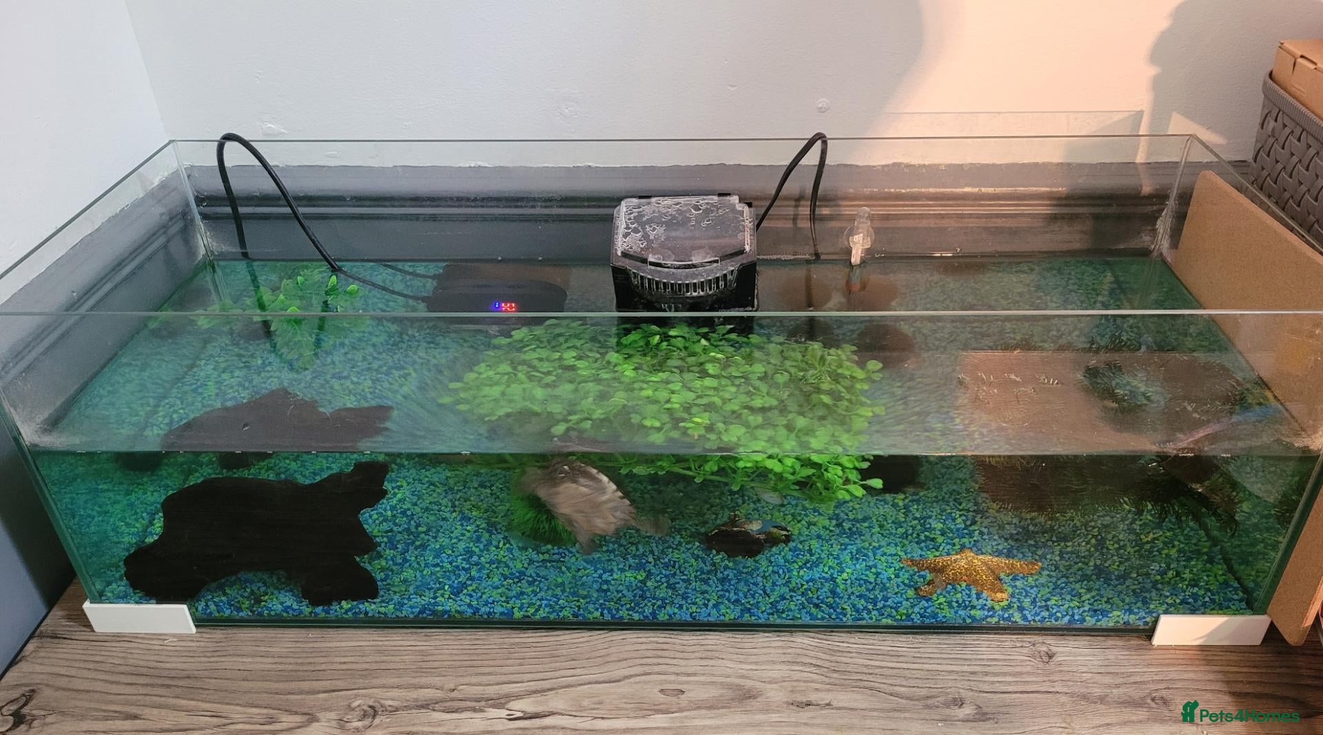 Turtle reptiles Black musk turtle and tank - Advert 1