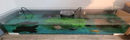 Turtle reptiles for sale: Black musk turtle and tank in Walsall - Advert 1