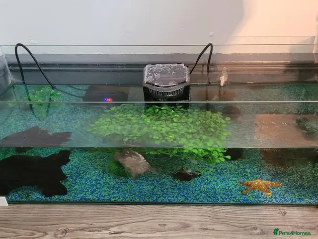 Turtle reptiles Black musk turtle and tank - Advert 1