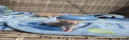 Rat rodents for sale: Beautiful baby boys in Romford - Advert 4