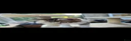 Mixed Breed cats for sale: 🐾 6 Beautiful Tabby Kittens 🐾 - Advert 12