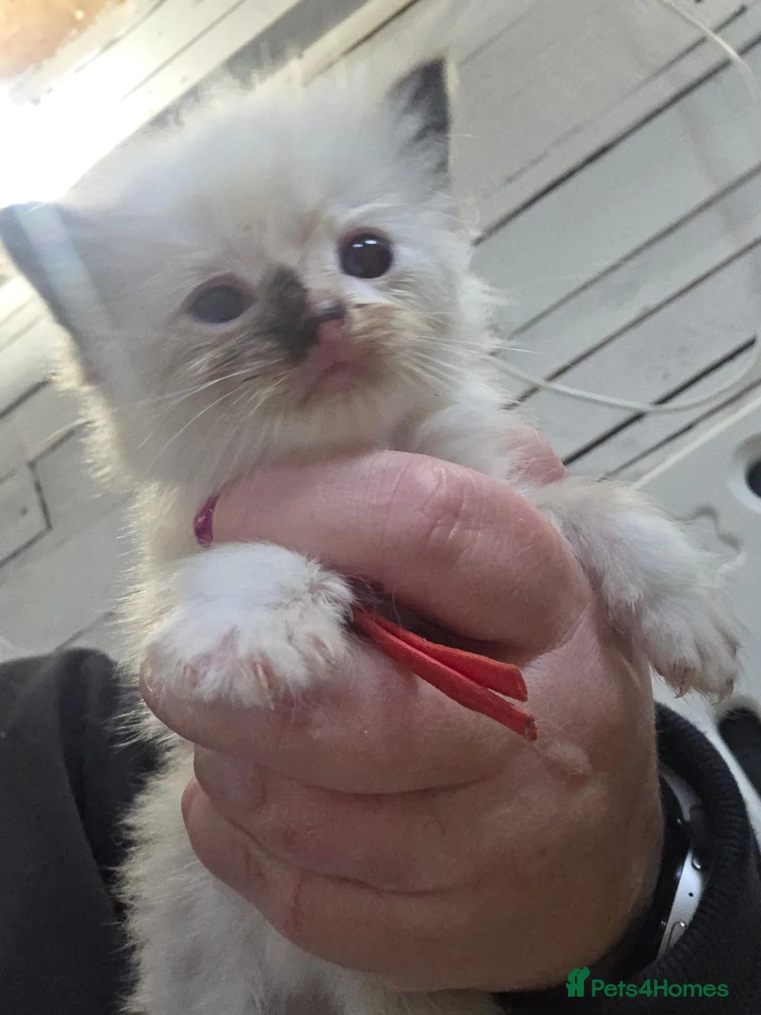 Ragdoll cats for sale: 2 Beautiful Ragdoll Kittens - Advert 26