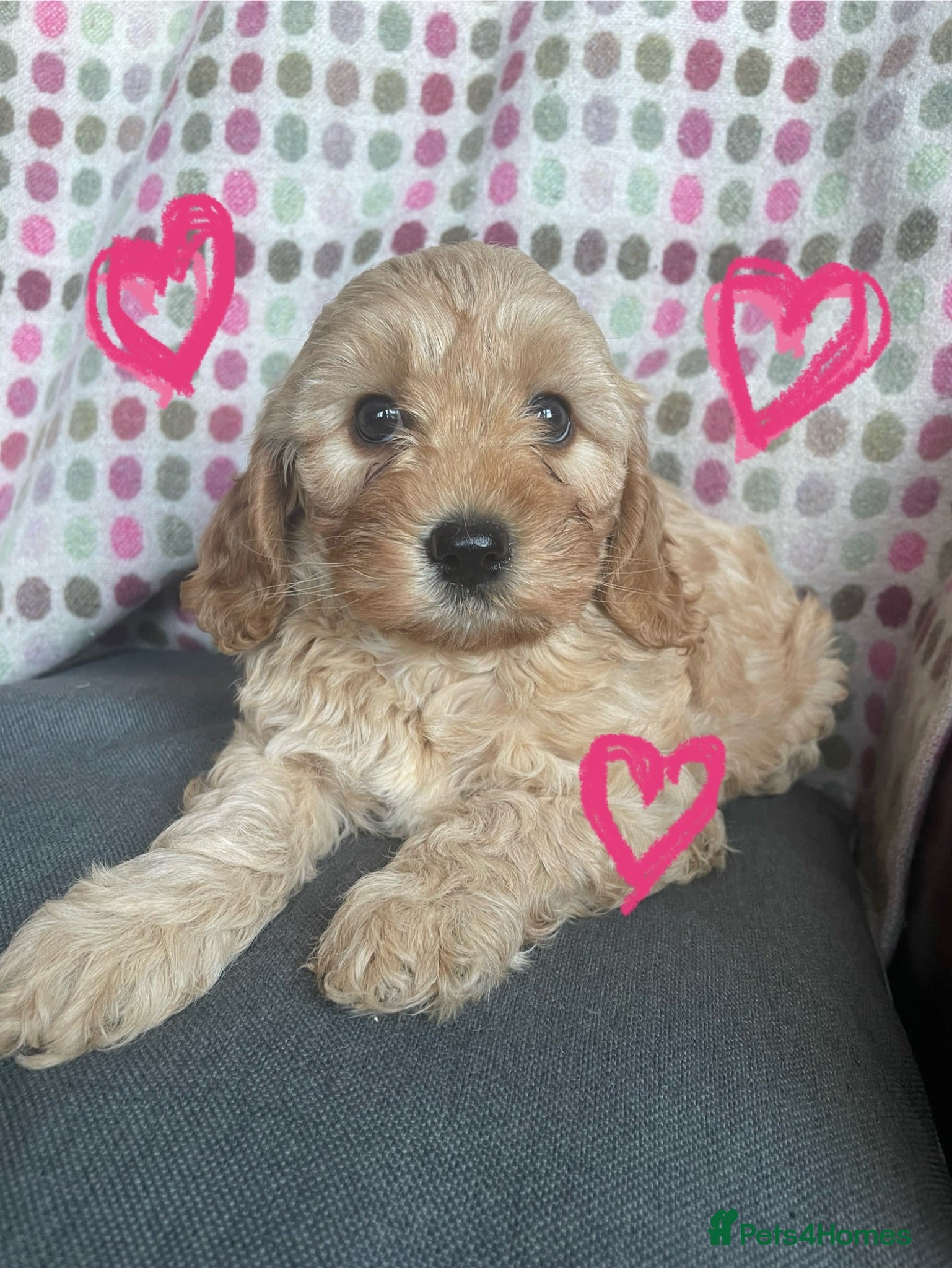 Cavapoochon dogs 🩷🩷Gorgeous Cavapoochon girl🩷🩷 - Advert 1