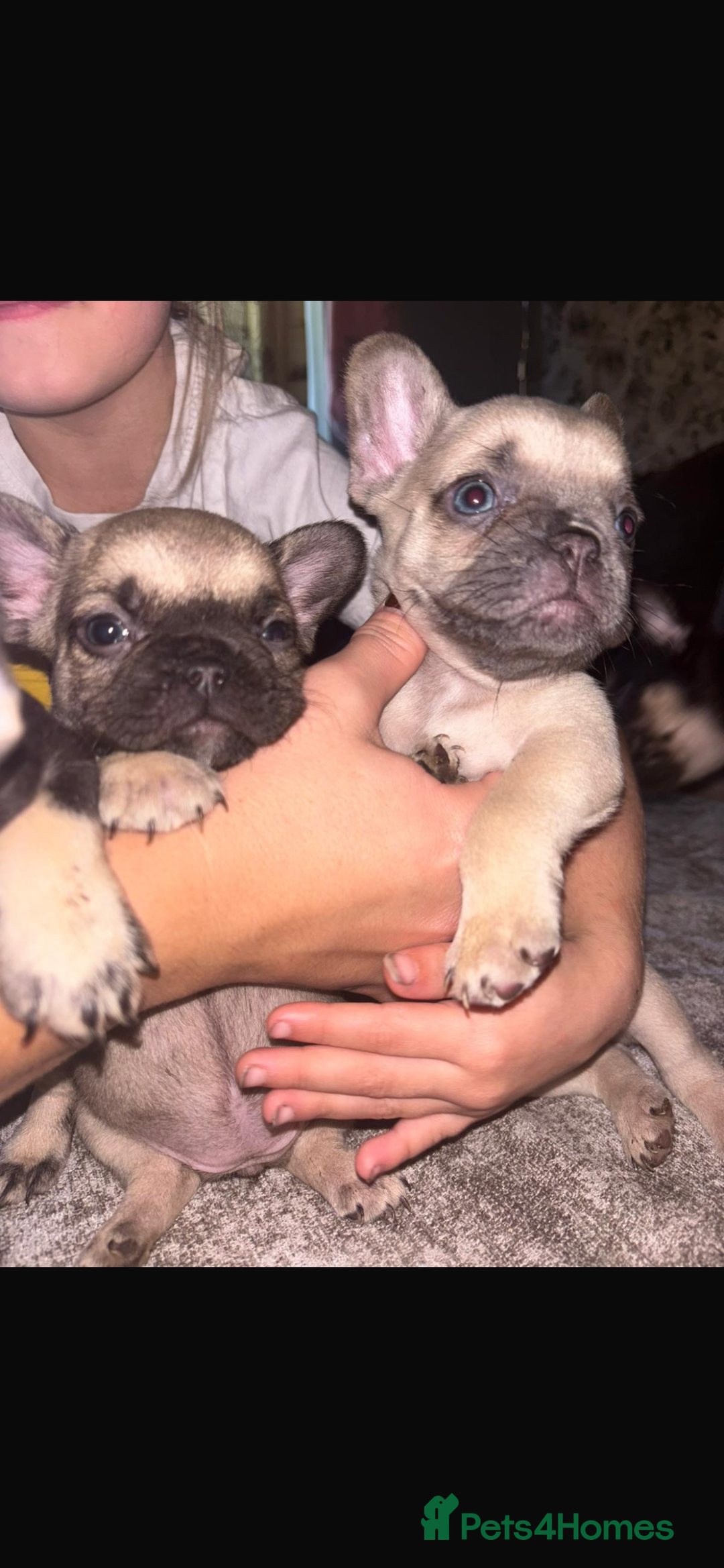 French Bulldog dogs for sale: French bulldog  - Image 7