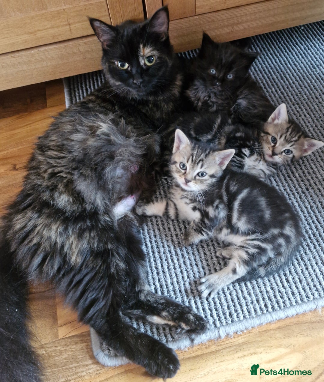 Domestic Shorthair cats for sale: 11 week old kittens ready for their forever homes - Advert 1