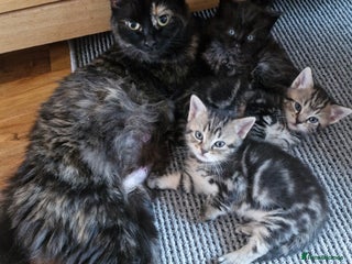 Domestic Shorthair cats 11 week old kittens ready for their forever homes - Advert 1