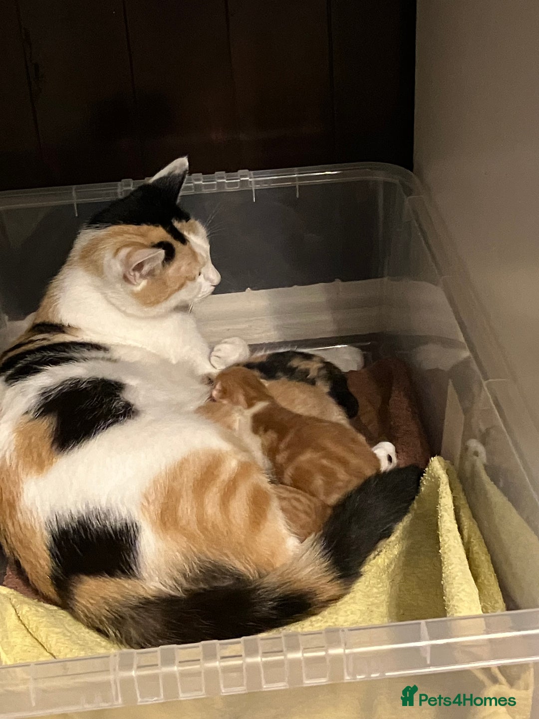 Mixed Breed cats for sale: Beautiful kittens for sale - Advert 3