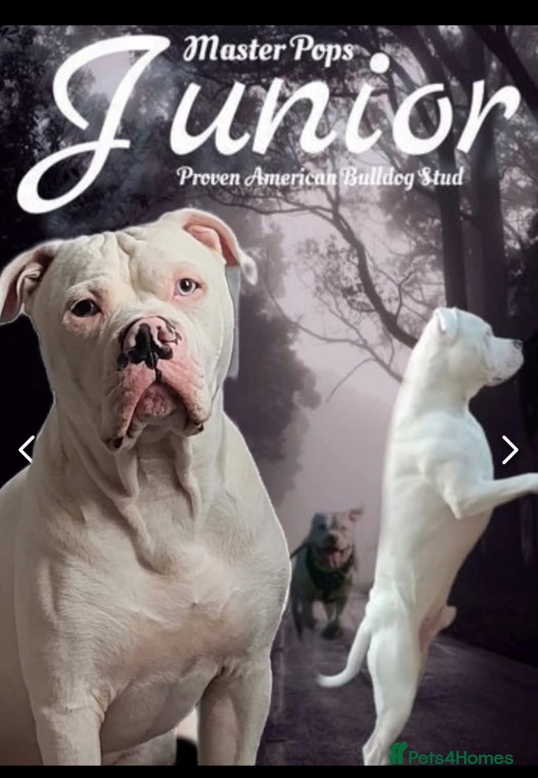 American Bulldog dogs American bulldog studd - Advert 5