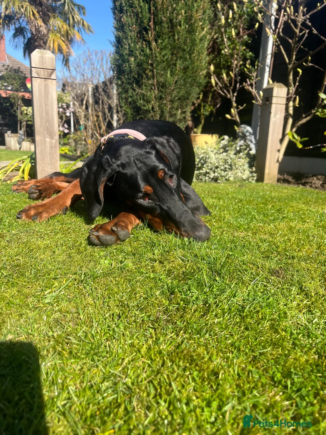 Dobermann dogs for sale: Dobermann puppies due 25/10/2026  in Knottingley - Advert 5