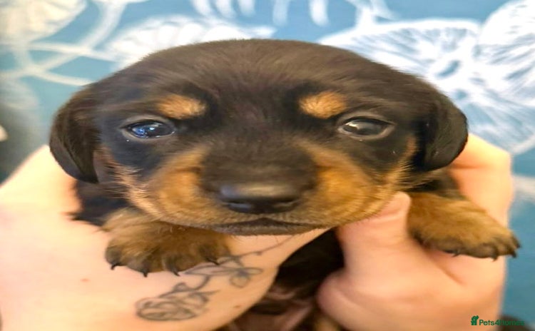 Miniature Dachshund dogs Miniature Dachshund Puppies  - Advert 6