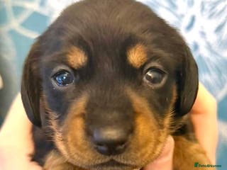 Miniature Dachshund dogs Miniature Dachshund Puppies - Advert 7