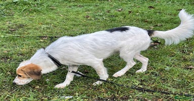 Mixed Breed dogs Georgie needs a loving home  - Advert 5