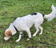 Mixed Breed dogs Georgie needs a loving home - Advert 11