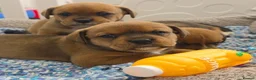 Mixed Breed dogs for sale: Boxer x Rottweiler. (Boxweiler) in Worcester - Advert 2